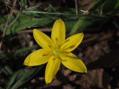 Hypoxis aurea, photographed by 葉子