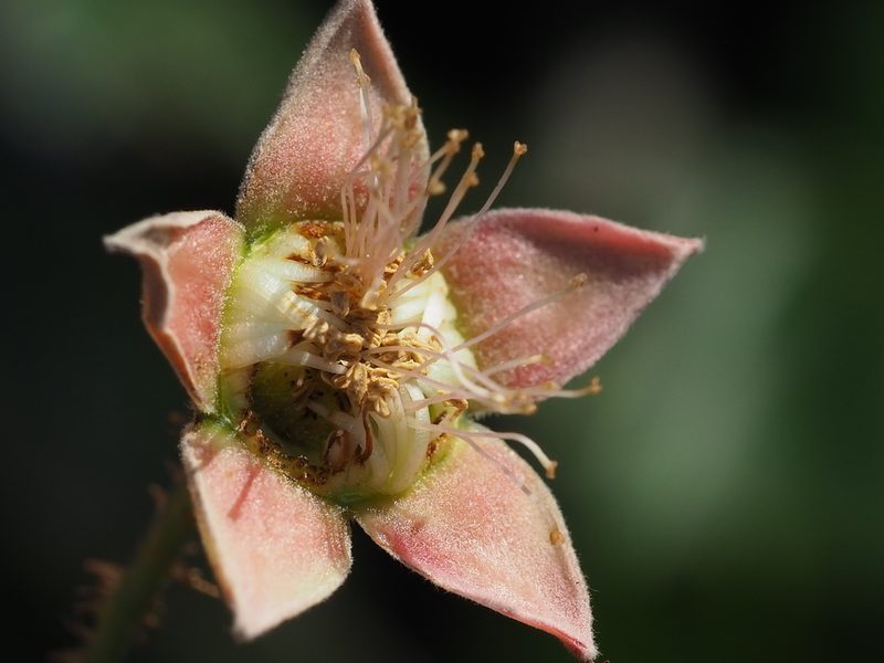 Rubus swinhoei, photographed by 葉子