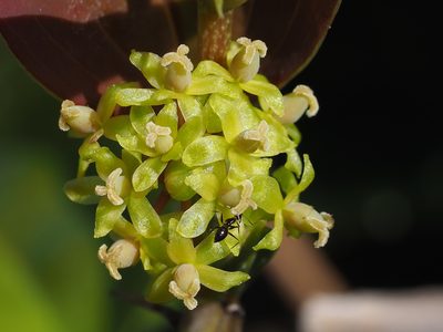 Smilax china, photographed by 葉子