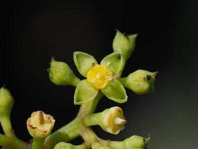 Causonis corniculata, photographed by 葉子