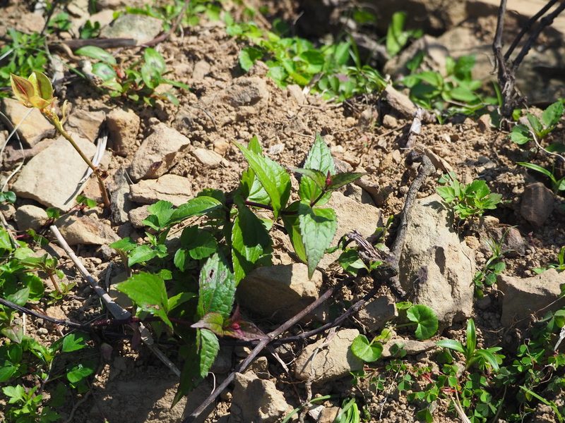 Eupatorium shimadae, photographed by 葉子