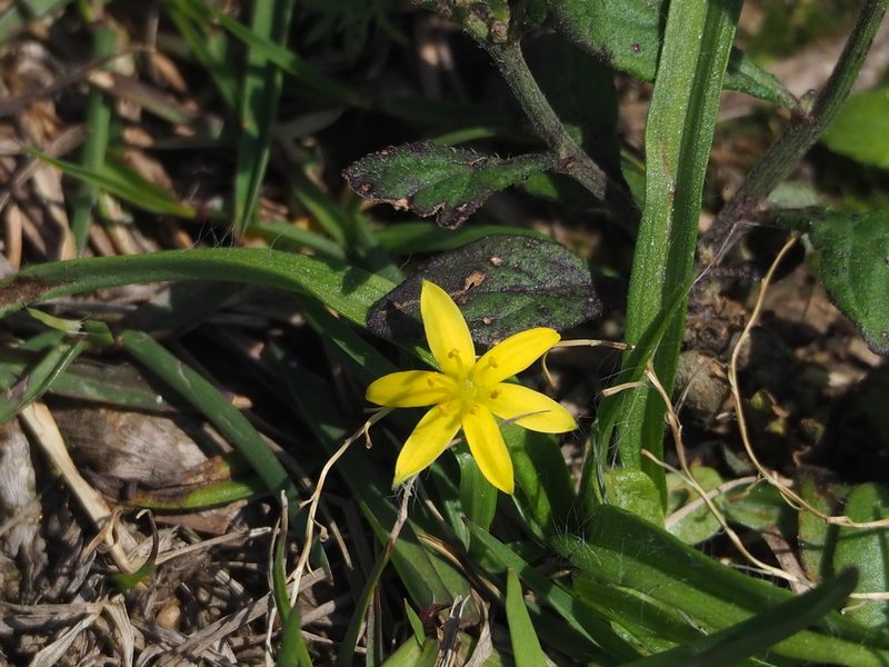 Hypoxis aurea, photographed by 葉子