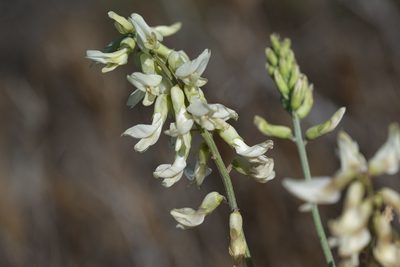 Astragalus trichopodus, photographed by Madeleine Claire