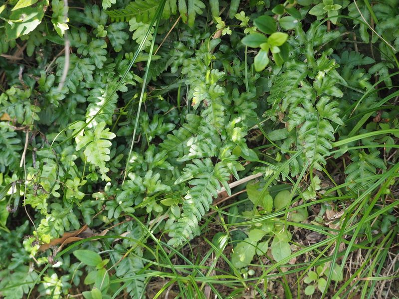 Pteris dispar, photographed by 葉子