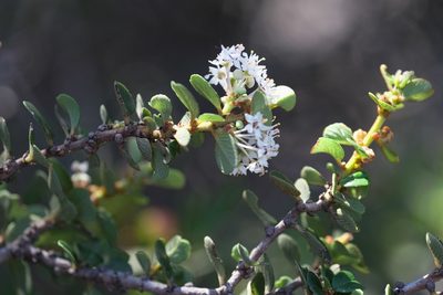 Ceanothus verrucosus