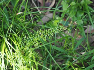 Asparagus cochinchinensis, photographed by 葉子