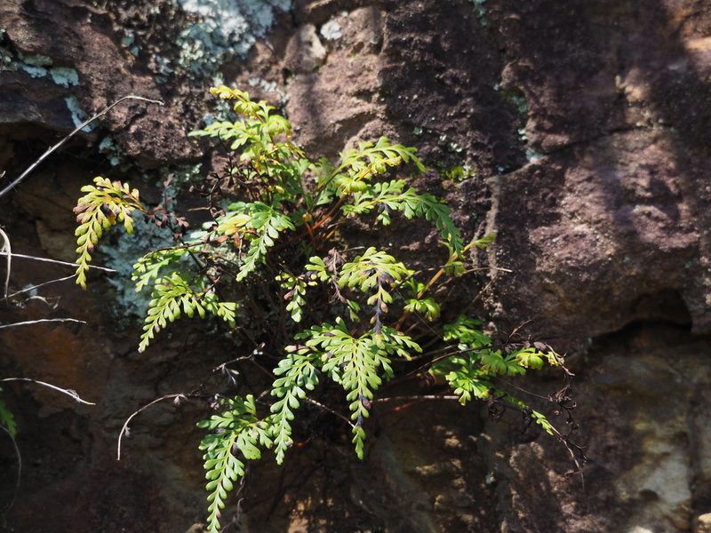 Odontosoria biflora, photographed by 葉子