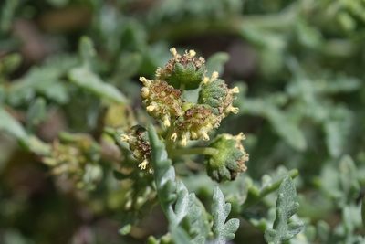 Ambrosia chamissonis, photographed by Madeleine Claire