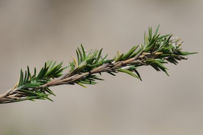 Distichlis littoralis, photographed by Madeleine Claire
