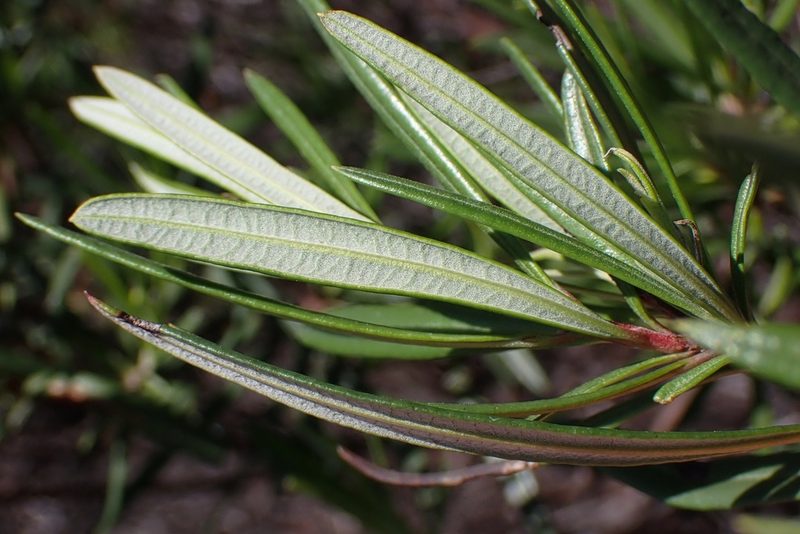 Ornithostaphylos oppositifolia, photographed by Madeleine Claire