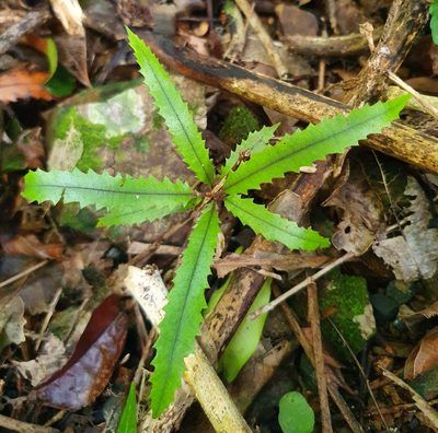 Knightia excelsa, photographed by Kate McAlpine