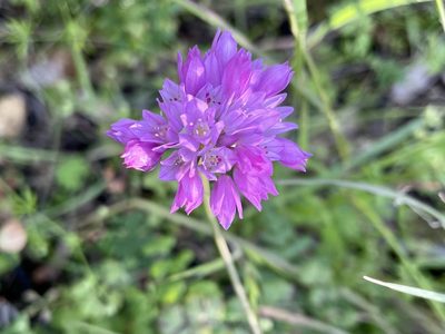 Allium serra, photographed by Dutza K.