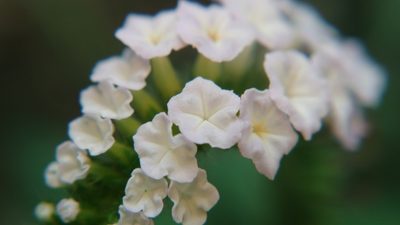 Heliotropium indicum, photographed by Navapol Komanasin