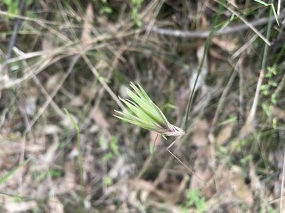 Tetrarrhena juncea, photographed by Dylan Wishart