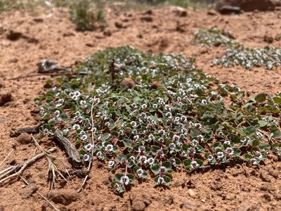 Euphorbia albomarginata, photographed by Ciara Hall