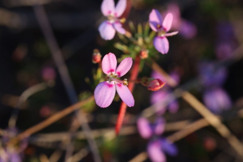 Stylidium repens, photographed by Hugo Innes