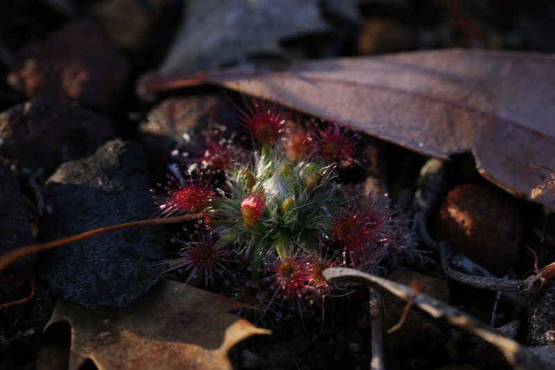 Drosera hyperostigma, photographed by Hugo Innes