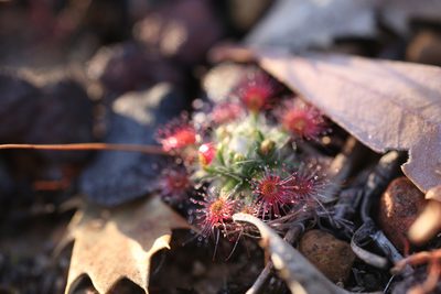 Drosera hyperostigma, photographed by Hugo Innes