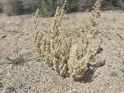 Halogeton glomeratus, photographed by Dario Taraborelli