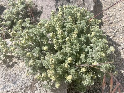 Picrothamnus desertorum, photographed by Dario Taraborelli
