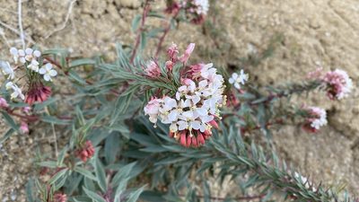 Eremothera boothii, photographed by Brendan Black
