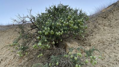 Cleomella arborea, photographed by Brendan Black