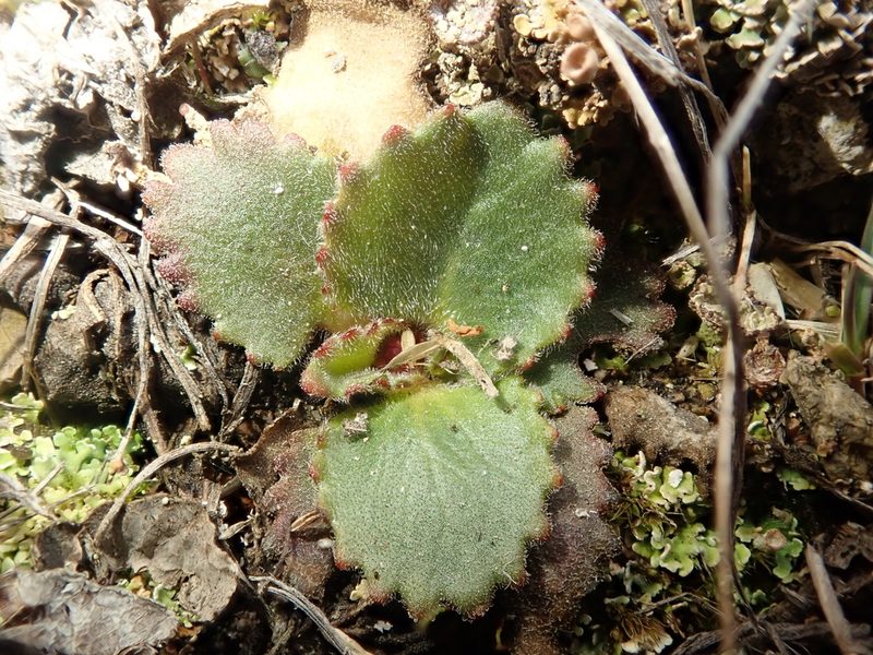 Micranthes reflexa, photographed by F Quiec