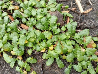 Leptinella dioica, photographed by John Barkla