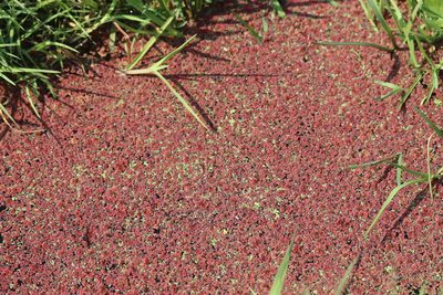 Azolla filiculoides, photographed by Michel Langeveld