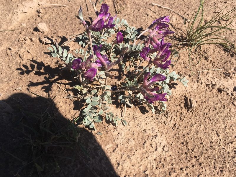 Astragalus amphioxys, photographed by Shalana Gray