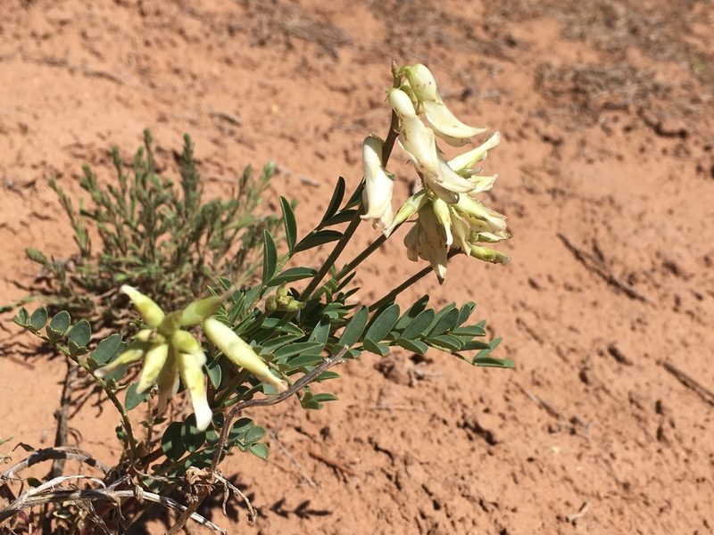 Astragalus praelongus, photographed by Shalana Gray