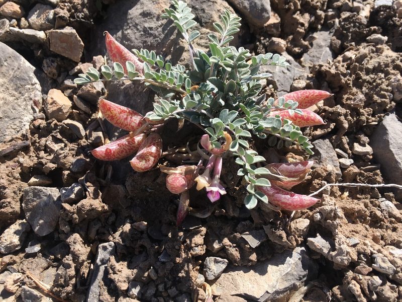 Astragalus chamaeleuce, photographed by Shalana Gray