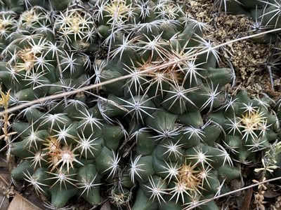 Coryphantha sulcata, photographed by Meghan Cassidy
