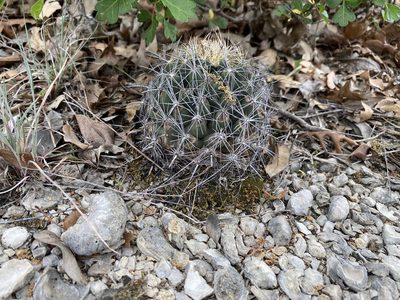 Coryphantha sulcata, photographed by Meghan Cassidy