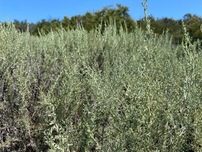 Artemisia californica, photographed by Annette Herz