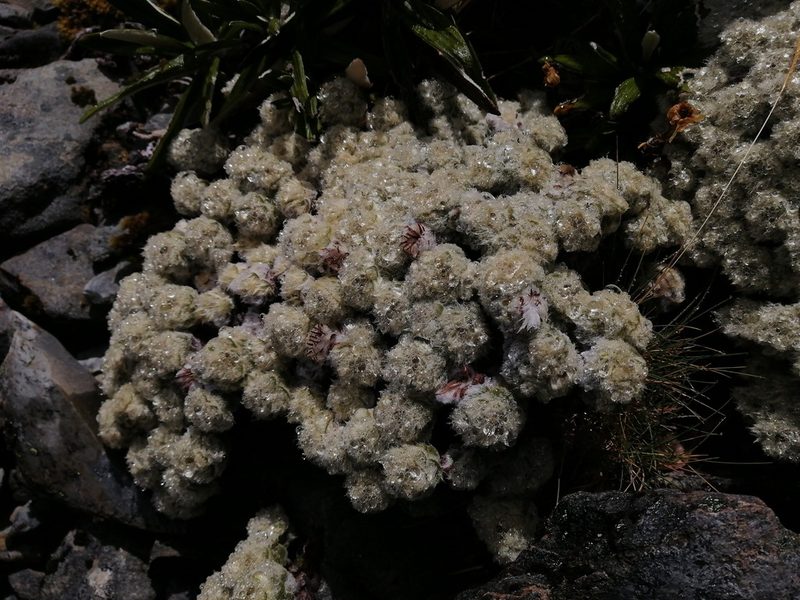Haastia pulvinaris, photographed by darmozrac
