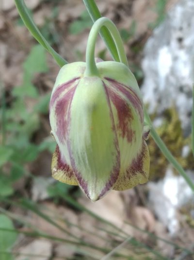 Fritillaria acmopetala, photographed by Ben Costamagna