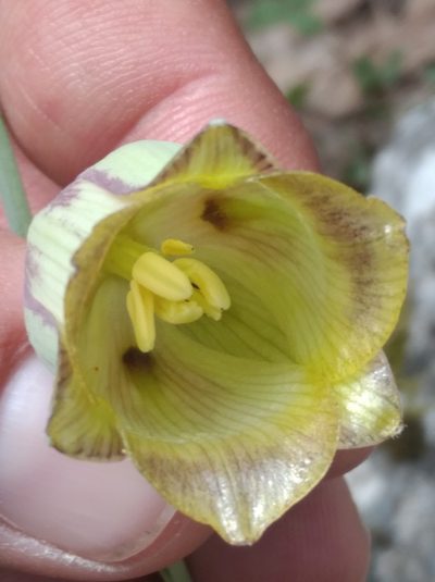 Fritillaria acmopetala, photographed by Ben Costamagna