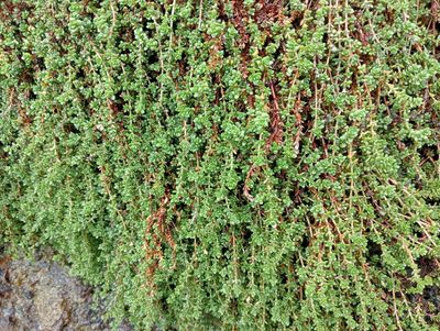 Crassula moschata, photographed by John Barkla