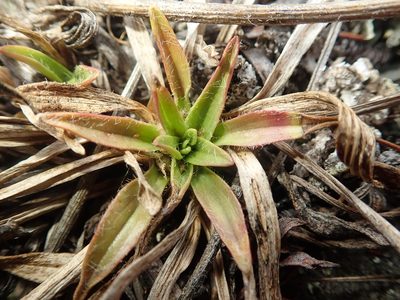 Plantago canescens, photographed by F Quiec