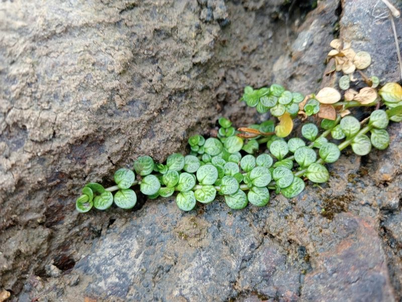 Epilobium komarovianum, photographed by John Barkla