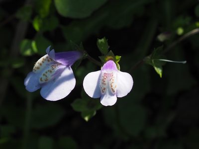 Mazus fauriei, photographed by 葉子