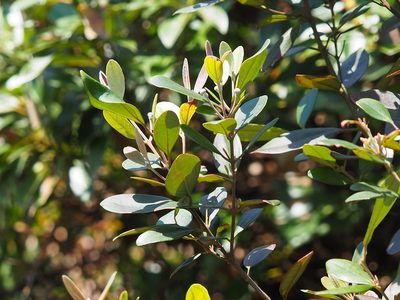 Rhodomyrtus tomentosa, photographed by 葉子