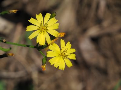 Ixeridium laevigatum, photographed by 葉子