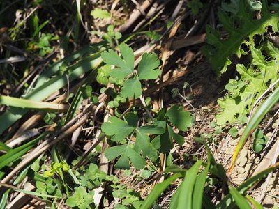 Peucedanum japonicum, photographed by 葉子