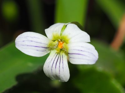 Viola betonicifolia, photographed by 葉子