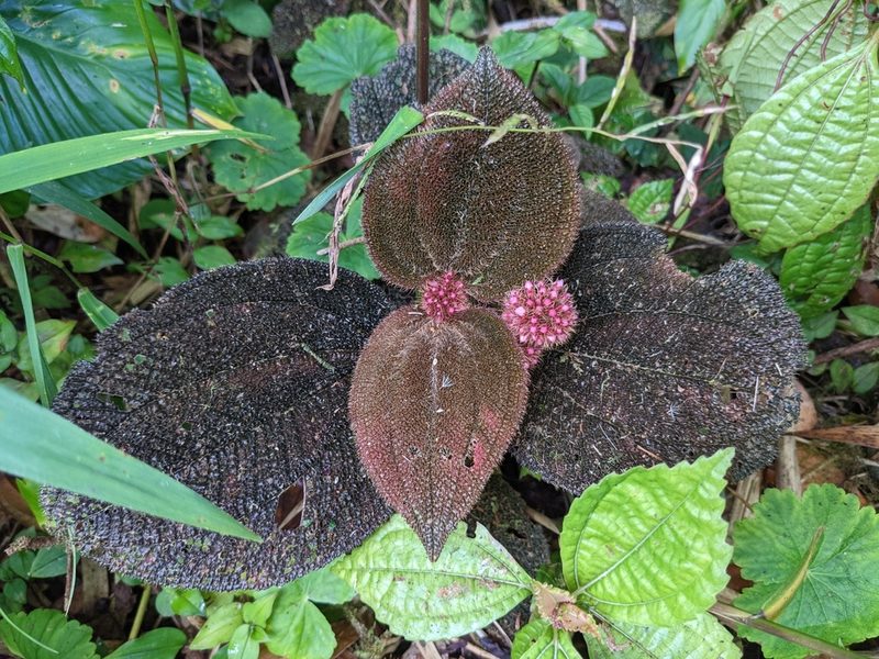 Miconia spectabilis, photographed by Attila Oláh