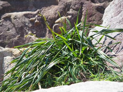 Dianella ensifolia, photographed by 葉子