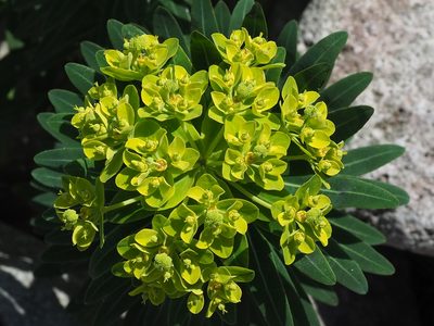 Euphorbia jolkinii, photographed by 葉子