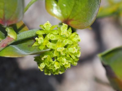 Smilax china, photographed by 葉子